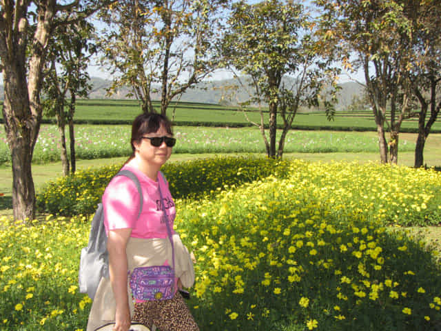 泰國清萊聖獅公園 茶園旁的花田和茶園