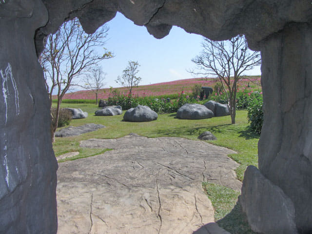 泰國清萊聖獅公園 遼闊波斯菊花田