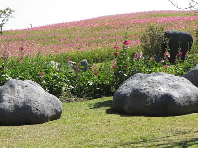 泰國清萊聖獅公園 遼闊波斯菊花田