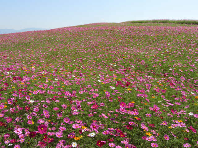 泰國清萊聖獅公園 一望無際波斯菊花田
