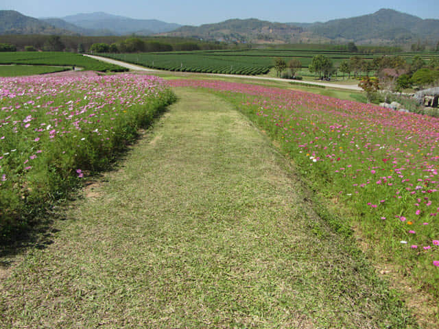 泰國清萊聖獅公園 波斯菊花田及茶園
