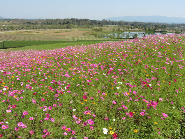泰國清萊聖獅公園 波斯菊花田及茶園
