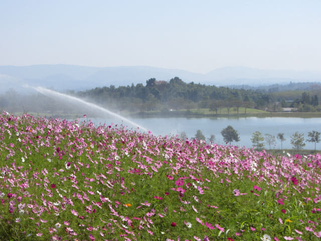 泰國清萊聖獅公園 波斯菊花田