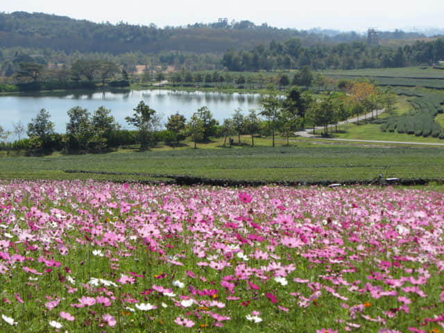 泰國清萊聖獅公園 波斯菊花田及茶園