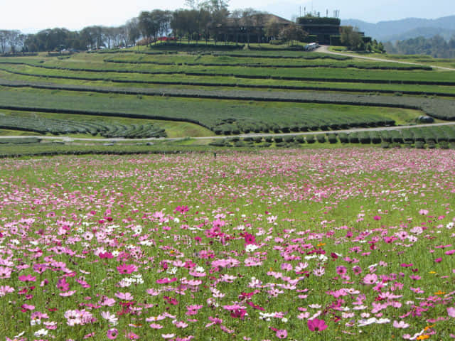 泰國清萊聖獅公園 波斯菊花田及茶園