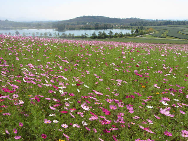 泰國清萊聖獅公園 波斯菊花田及茶園