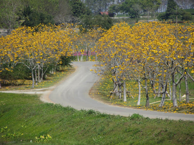 泰國清萊聖獅公園 黃花風鈴木花海