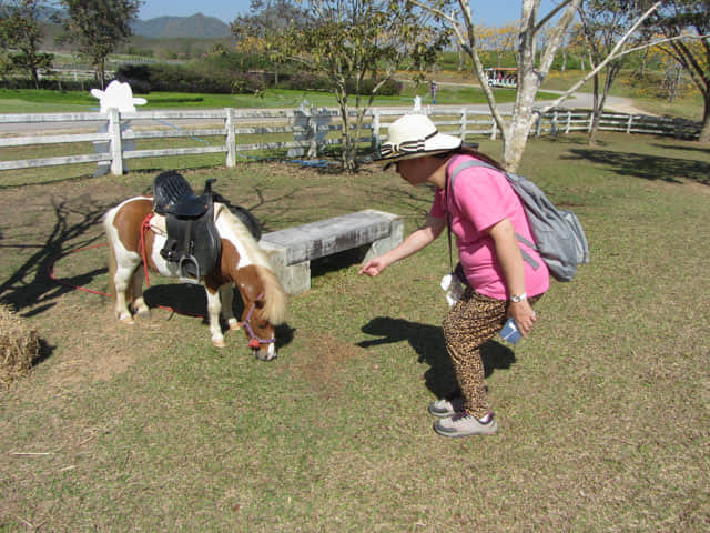 泰國清萊聖獅公園 動物園