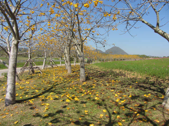 泰國清萊聖獅公園 黃花風鈴木隧道