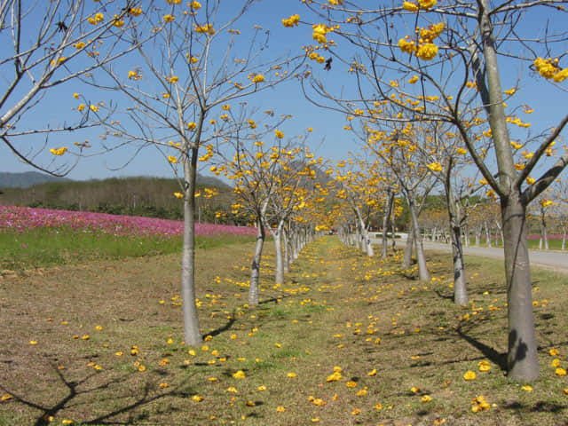 泰國清萊聖獅公園 黃花風鈴木隧道、波斯菊花田
