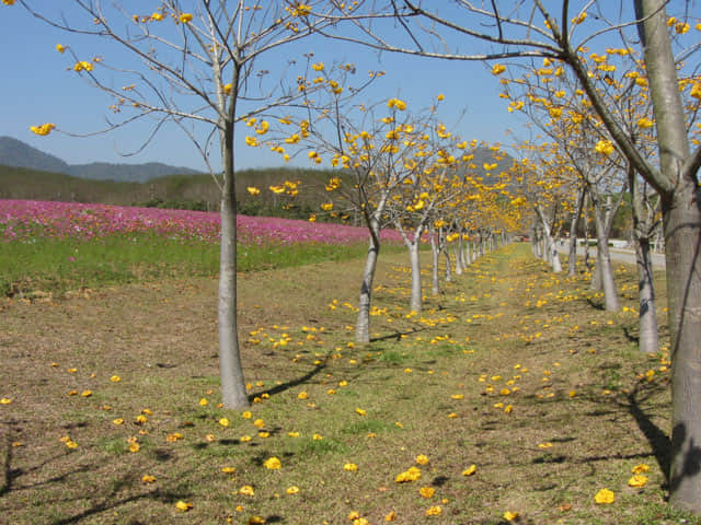 泰國清萊聖獅公園 黃花風鈴木隧道、波斯菊花田