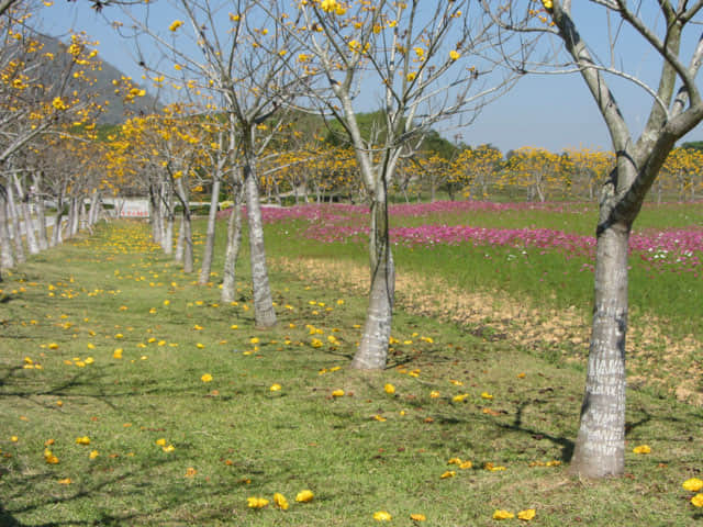 泰國清萊聖獅公園 黃花風鈴木隧道、波斯菊花田