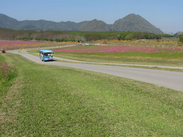 泰國清萊聖獅公園 遊園遊覽車