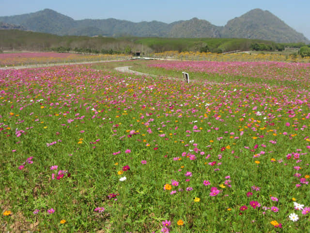 泰國清萊聖獅公園 波斯菊花田