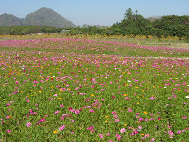 泰國清萊聖獅公園 波斯菊花田