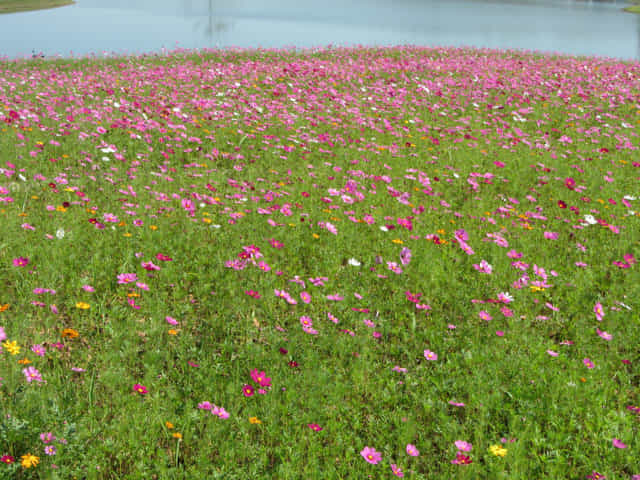 泰國清萊聖獅公園 波斯菊花田