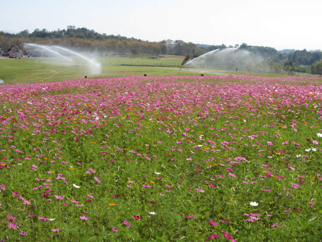 泰國清萊聖獅公園 波斯菊花田