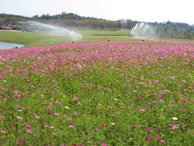 泰國清萊聖獅公園 波斯菊花田