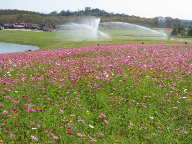 泰國清萊聖獅公園 波斯菊花田