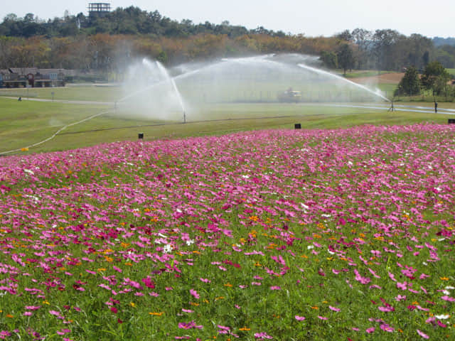 泰國清萊聖獅公園 波斯菊花田