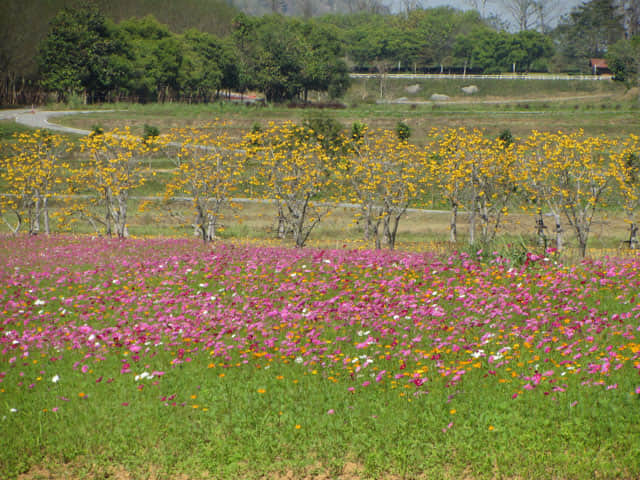 泰國清萊聖獅公園 波斯菊花田