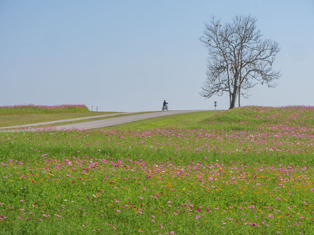 泰國清萊聖獅公園 波斯菊花田