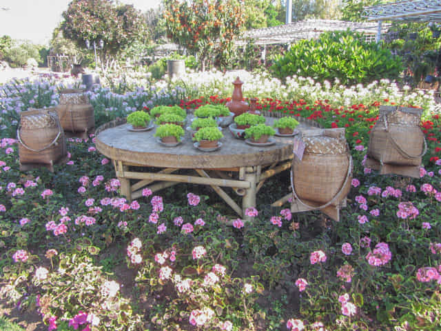 泰國清邁市 拉查帕皇家花園 (Royal Park Rajapruek) 花圃