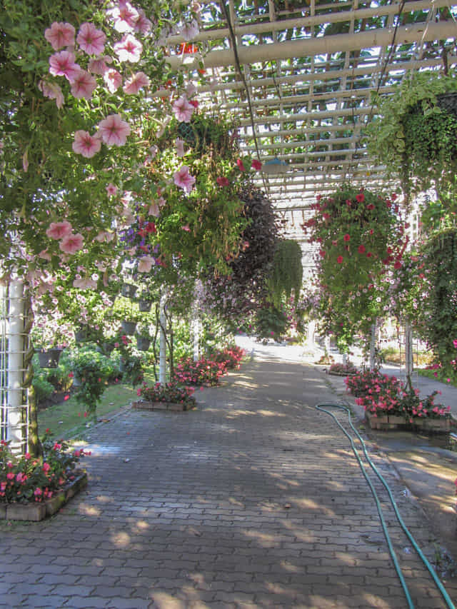 泰國清邁市 拉查帕皇家花園 (Royal Park Rajapruek) 花廊