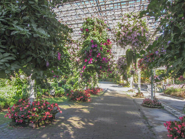 泰國清邁市 拉查帕皇家花園 (Royal Park Rajapruek) 花廊