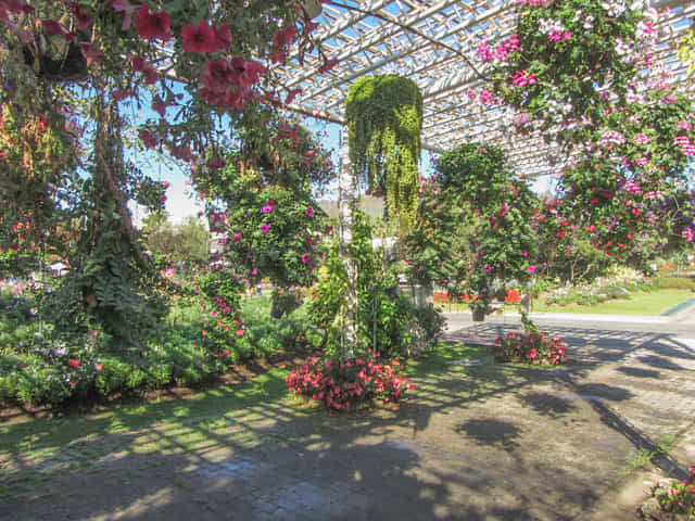 泰國清邁市 拉查帕皇家花園 (Royal Park Rajapruek) 花廊