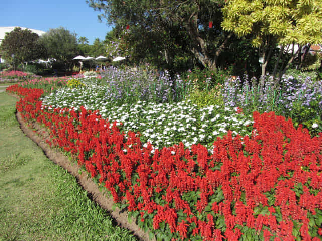 泰國清邁市 拉查帕皇家花園 (Royal Park Rajapruek) 花圃