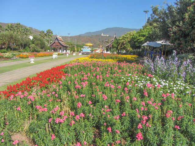 泰國清邁市 拉查帕皇家花園 (Royal Park Rajapruek) 花圃