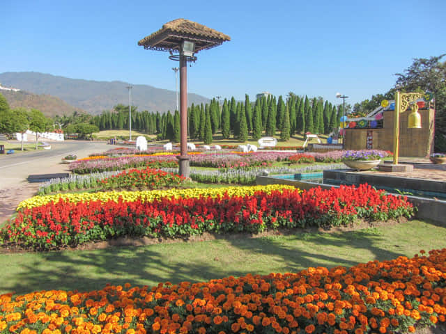泰國清邁市 拉查帕皇家花園 (Royal Park Rajapruek) 阿勃勒、黃金雨