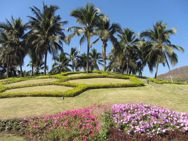 泰國清邁市拉查帕皇家花園 (Royal Park Rajapruek) 椰林步道