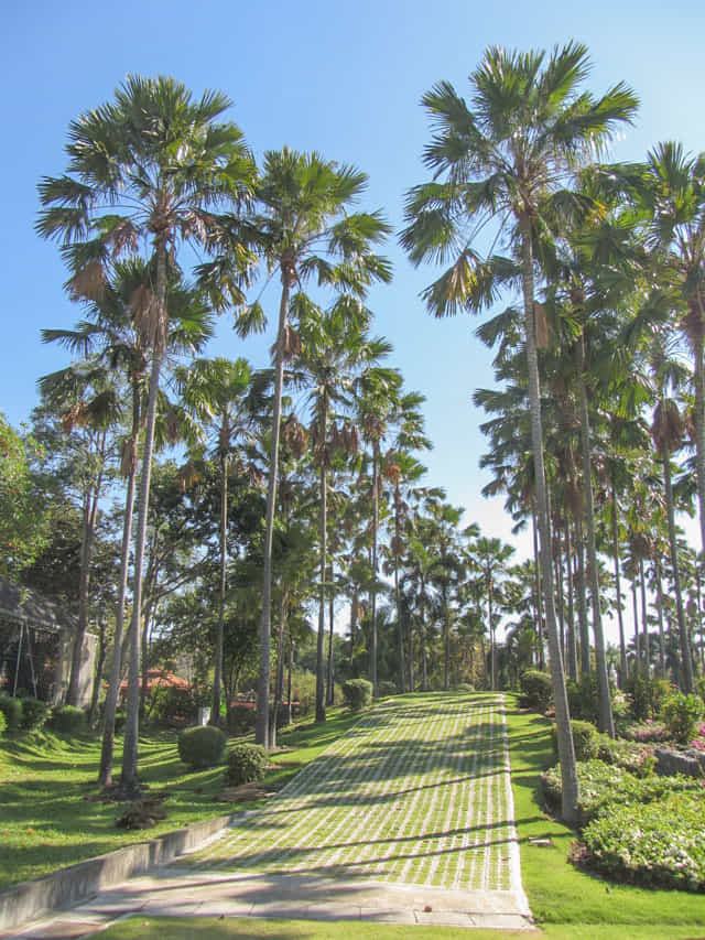 泰國清邁市拉查帕皇家花園 (Royal Park Rajapruek) 椰林步道