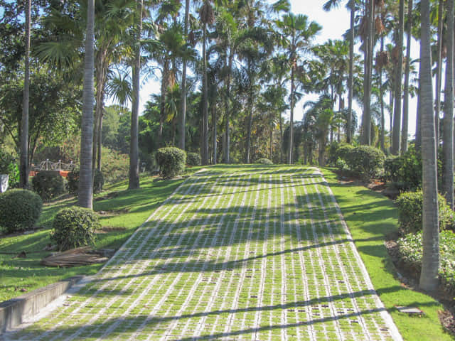 泰國清邁市拉查帕皇家花園 (Royal Park Rajapruek) 椰林步道