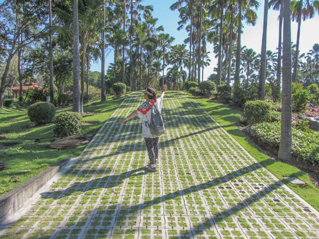 泰國清邁市拉查帕皇家花園 (Royal Park Rajapruek) 椰林步道