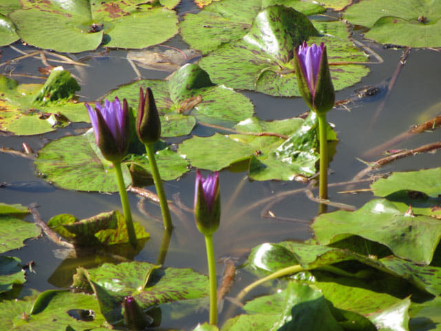 泰國清邁市拉查帕皇家花園 (Royal Park Rajapruek) 蓮花池