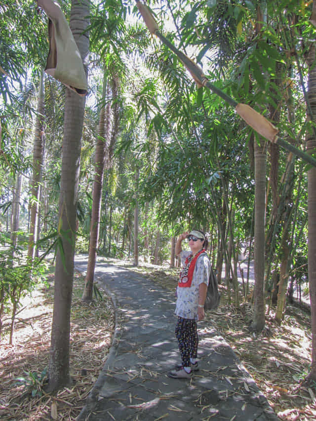 泰國清邁拉查帕皇家花園(Royal Park Rajapruek) Shaded Paradise