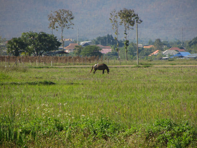 泰國 Chom Thong (宗通) 田園景色