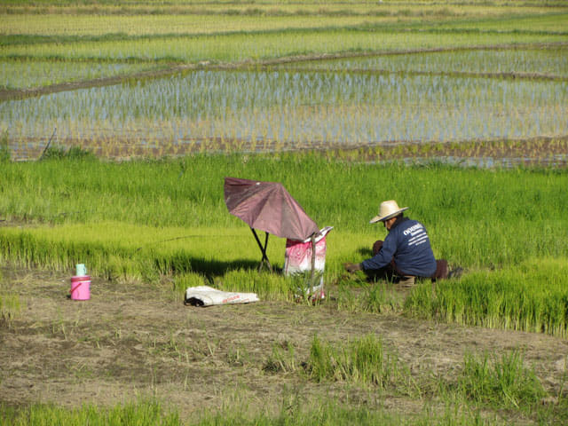 泰國 Chom Thong (宗通) 稻田風光