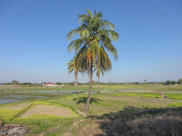 泰國 Chom Thong (宗通) 稻田風光