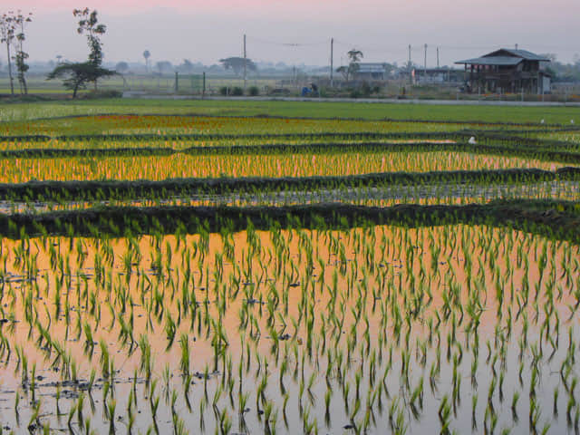 泰國 Chom Thong (宗通)稻田日出