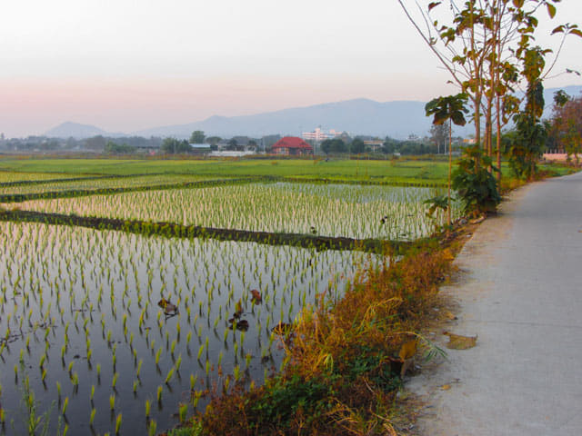 泰國 Chom Thong (宗通)稻田日出景色