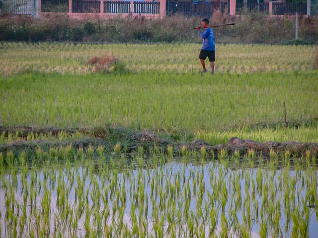 泰國 Chom Thong (宗通)稻田清晨景色