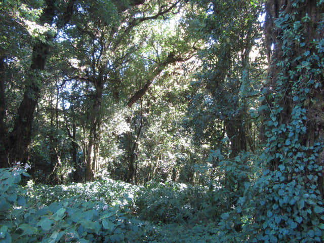 泰國 茵他儂國家公園 (Doi Inthanon National Park) 山頂 - Angkha Nature Trail 自然教育徑