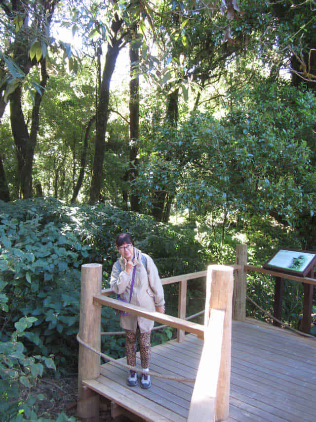 泰國 茵他儂國家公園 (Doi Inthanon National Park) 山頂 - Angkha Nature Trail 自然教育徑