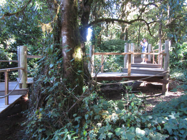 泰國 茵他儂國家公園 (Doi Inthanon National Park) 山頂 - Angkha Nature Trail 自然教育徑