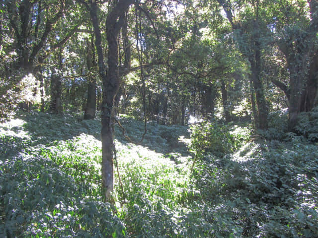 泰國 茵他儂國家公園 (Doi Inthanon National Park) 山頂 - Angkha Nature Trail 自然教育徑
