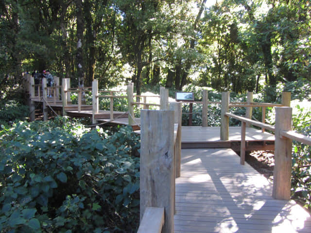 泰國 茵他儂國家公園 (Doi Inthanon National Park) 山頂 - Angkha Nature Trail 自然教育徑